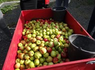Masser af æbler